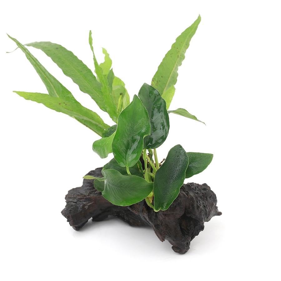 Amazon.co.jp: 【めだか街道】アヌビアスナナ付きミクロソリウム